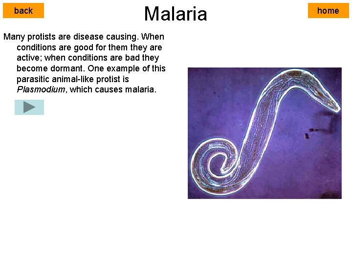 back Malaria Many protists are disease causing. When conditions are good for them they