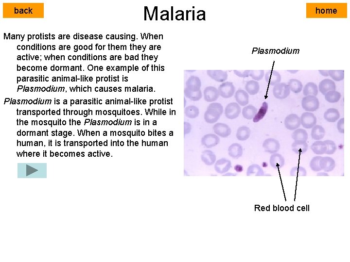 back Malaria Many protists are disease causing. When conditions are good for them they