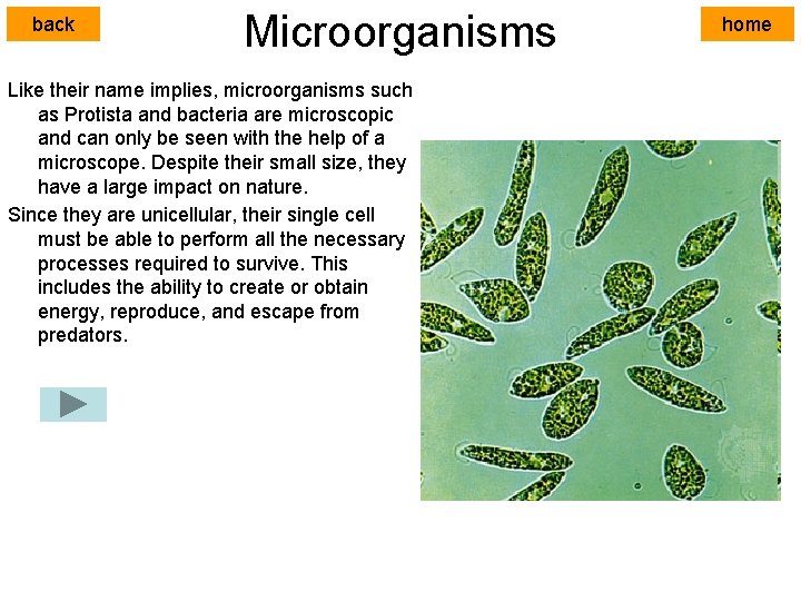 back Microorganisms Like their name implies, microorganisms such as Protista and bacteria are microscopic