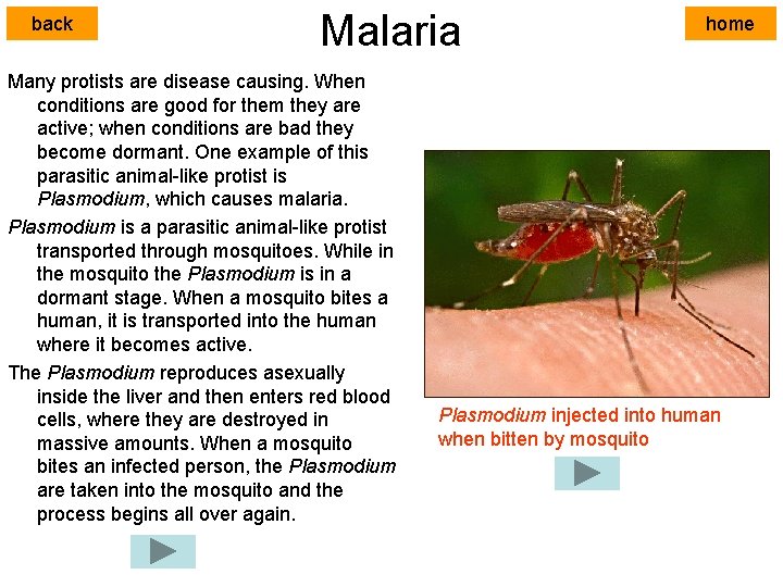 back Malaria Many protists are disease causing. When conditions are good for them they