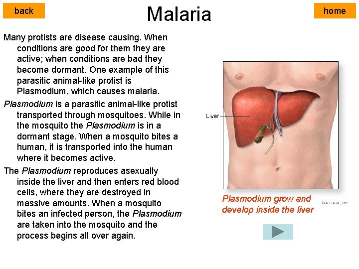 back Malaria Many protists are disease causing. When conditions are good for them they