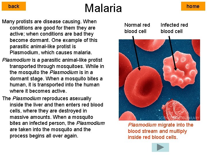 back Malaria Many protists are disease causing. When conditions are good for them they