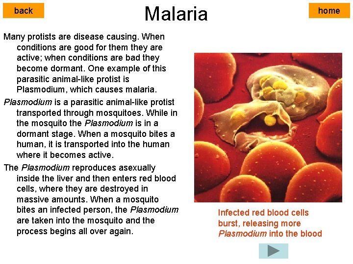 back Malaria Many protists are disease causing. When conditions are good for them they