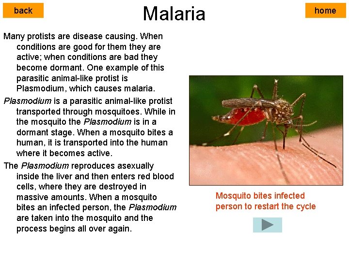 back Malaria Many protists are disease causing. When conditions are good for them they