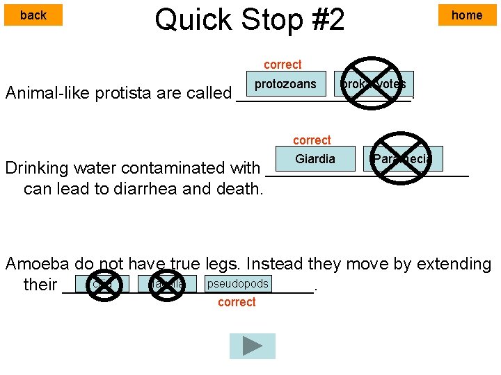 back Quick Stop #2 home correct protozoans prokaryotes Animal-like protista are called _________. correct