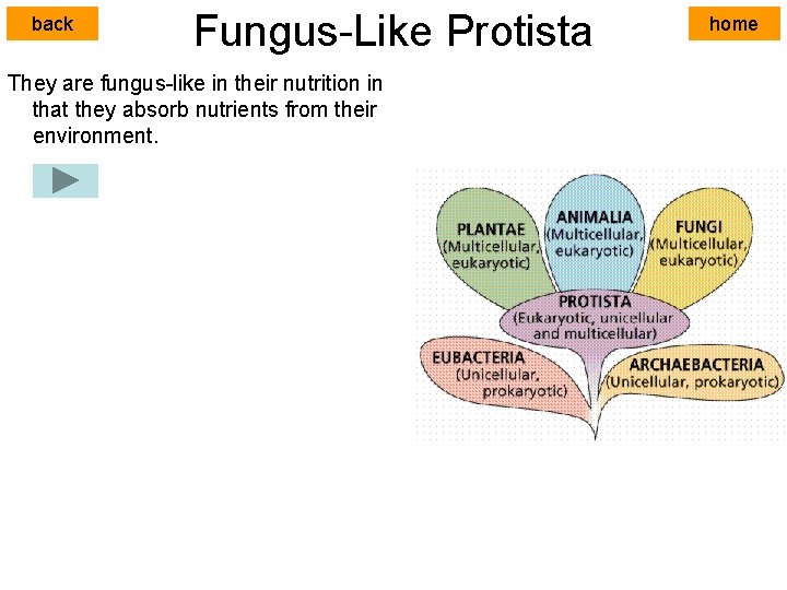 back Fungus-Like Protista They are fungus-like in their nutrition in that they absorb nutrients