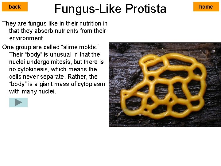 back Fungus-Like Protista They are fungus-like in their nutrition in that they absorb nutrients