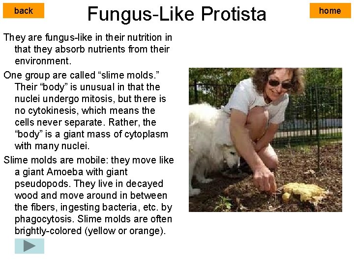 back Fungus-Like Protista They are fungus-like in their nutrition in that they absorb nutrients