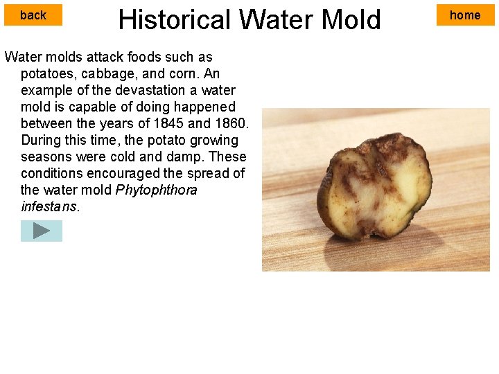 back Historical Water Mold Water molds attack foods such as potatoes, cabbage, and corn.