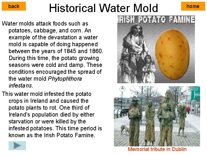 back Historical Water Mold Water molds attack foods such as potatoes, cabbage, and corn.