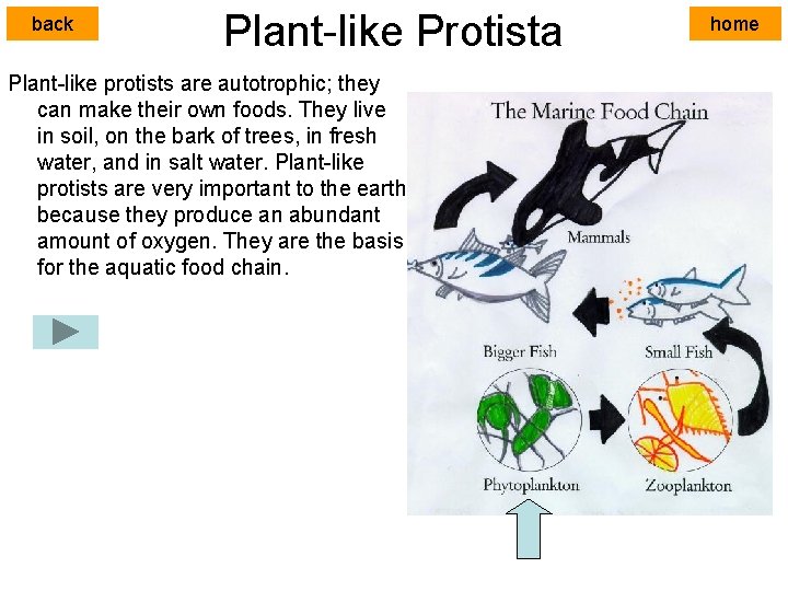 back Plant-like Protista Plant-like protists are autotrophic; they can make their own foods. They