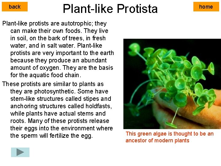 back Plant-like Protista Plant-like protists are autotrophic; they can make their own foods. They
