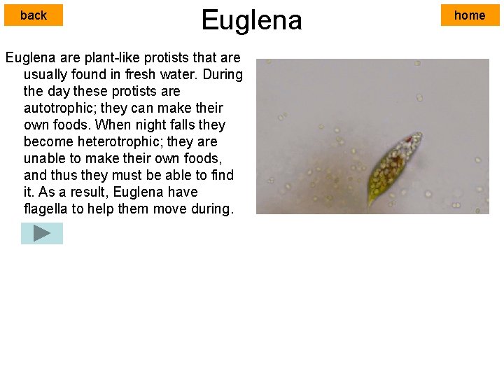 back Euglena are plant-like protists that are usually found in fresh water. During the