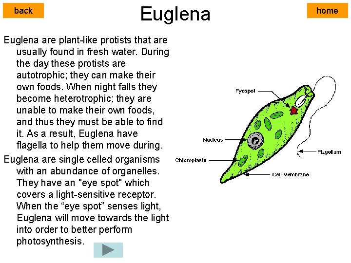 back Euglena are plant-like protists that are usually found in fresh water. During the