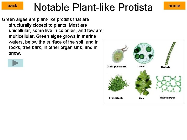 back Notable Plant-like Protista Green algae are plant-like protists that are structurally closest to