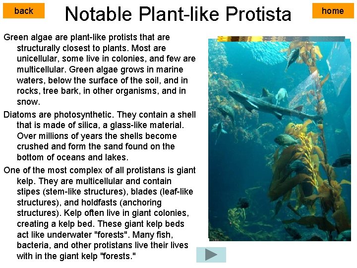 back Notable Plant-like Protista Green algae are plant-like protists that are structurally closest to