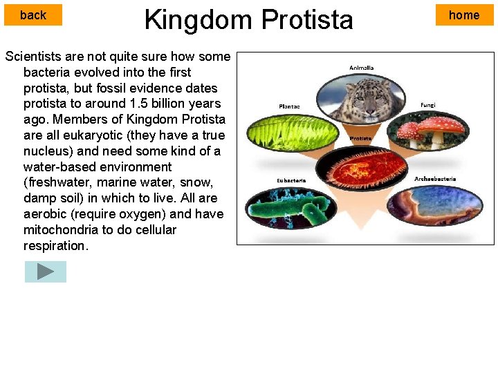 back Kingdom Protista Scientists are not quite sure how some bacteria evolved into the