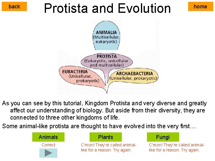 back Protista and Evolution home As you can see by this tutorial, Kingdom Protista
