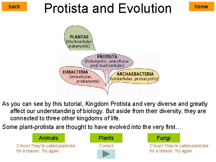 back Protista and Evolution home As you can see by this tutorial, Kingdom Protista