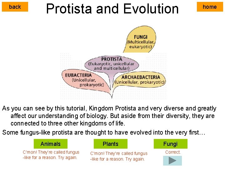 back Protista and Evolution home As you can see by this tutorial, Kingdom Protista