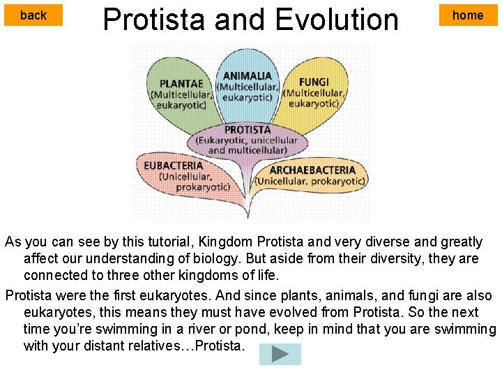 back Protista and Evolution home As you can see by this tutorial, Kingdom Protista