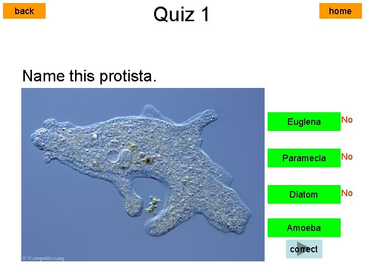 back Quiz 1 home Name this protista. Euglena No Paramecia No Diatom No Amoeba