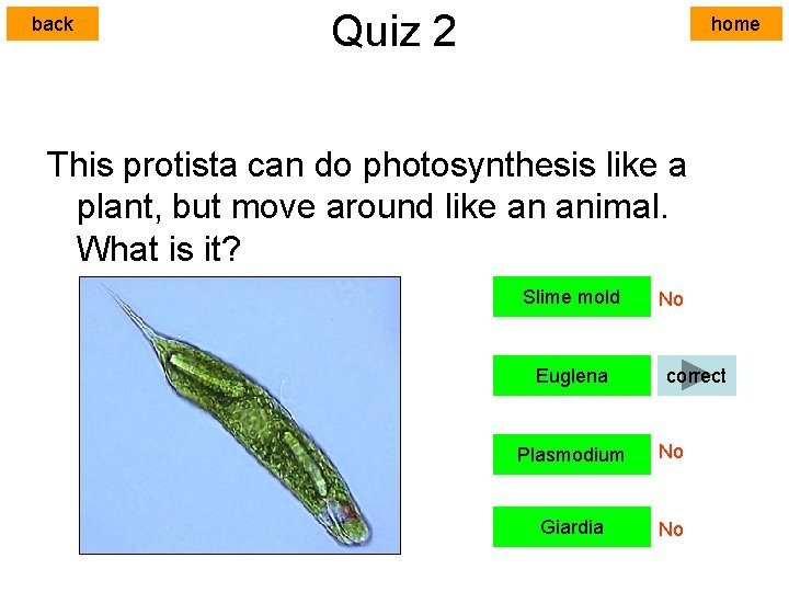 back Quiz 2 home This protista can do photosynthesis like a plant, but move