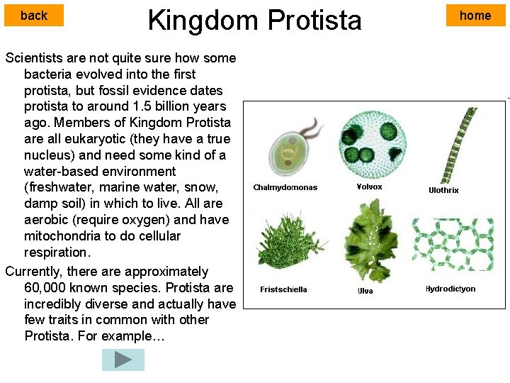back Kingdom Protista Scientists are not quite sure how some bacteria evolved into the