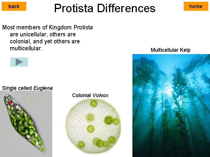 back Protista Differences Most members of Kingdom Protista are unicellular, others are colonial, and