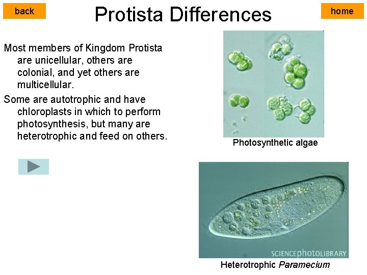 back Protista Differences Most members of Kingdom Protista are unicellular, others are colonial, and