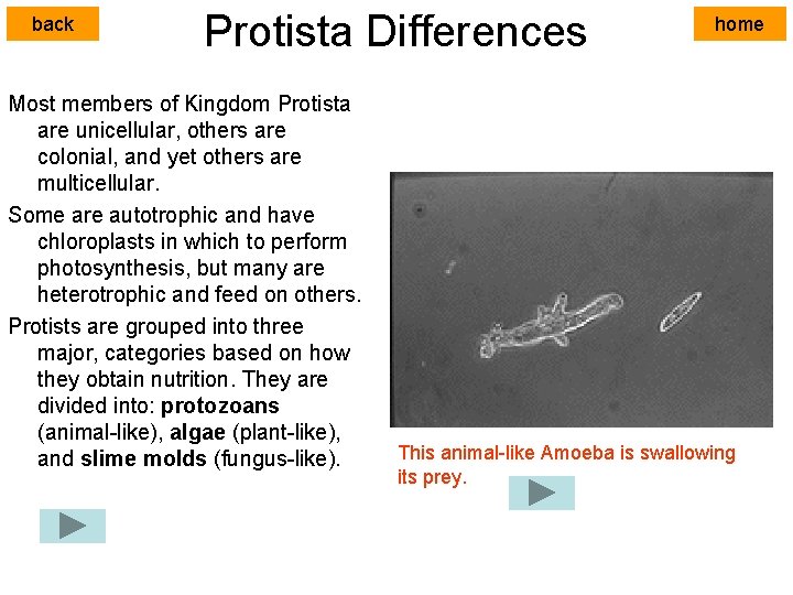 back Protista Differences Most members of Kingdom Protista are unicellular, others are colonial, and