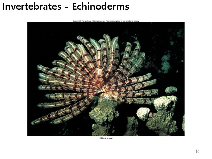 Invertebrates - Echinoderms 10 