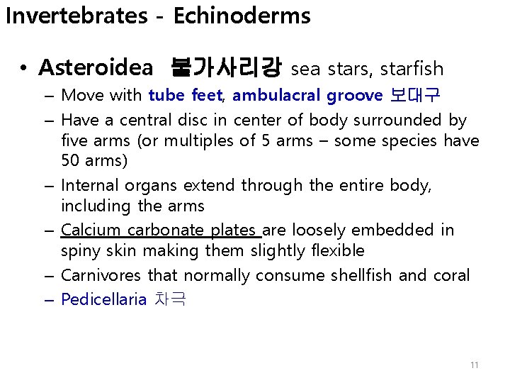 Invertebrates - Echinoderms • Asteroidea 불가사리강 sea stars, starfish – Move with tube feet,