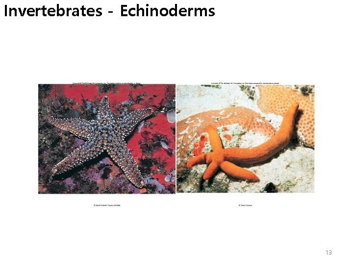 Invertebrates - Echinoderms 13 