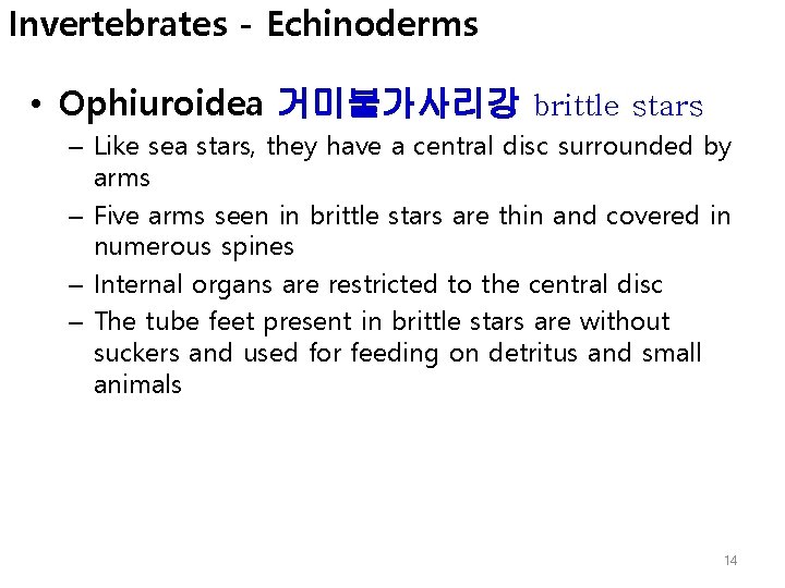 Invertebrates - Echinoderms • Ophiuroidea 거미불가사리강 brittle stars – Like sea stars, they have