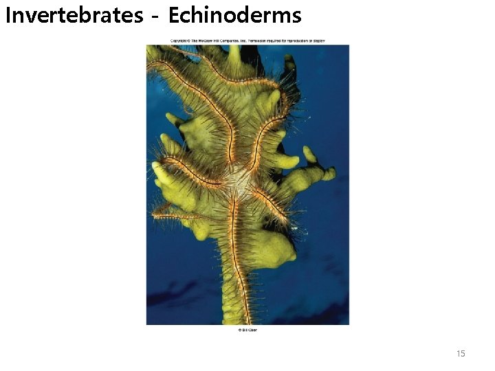 Invertebrates - Echinoderms 15 