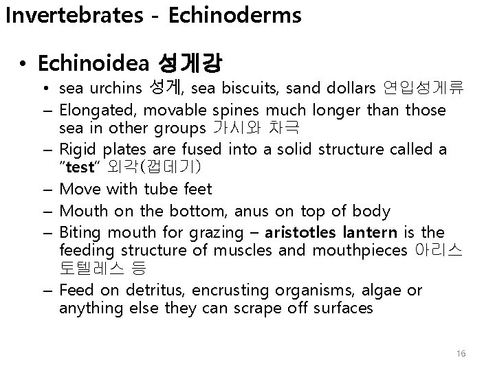 Invertebrates - Echinoderms • Echinoidea 성게강 • sea urchins 성게, sea biscuits, sand dollars