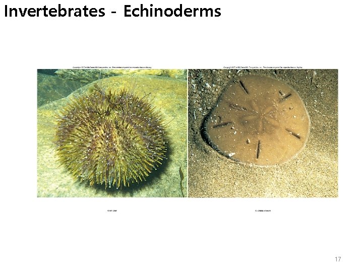 Invertebrates - Echinoderms 17 