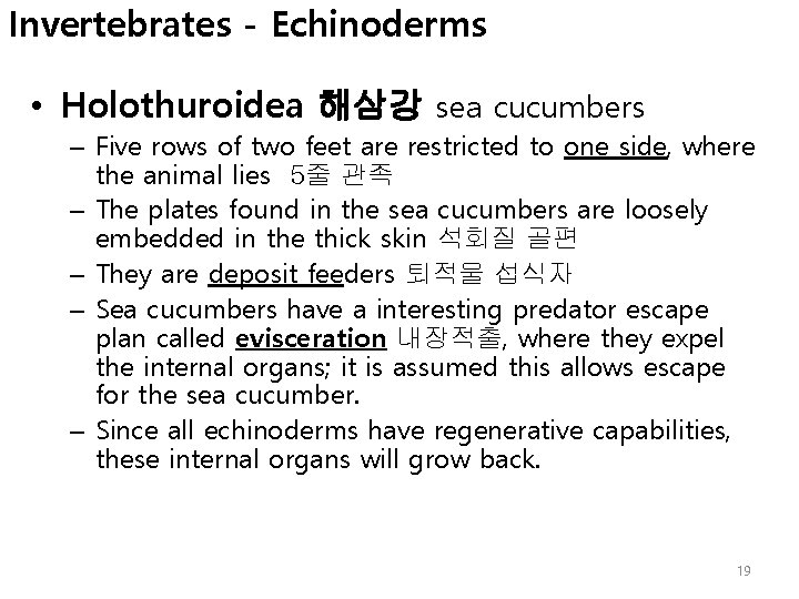 Invertebrates - Echinoderms • Holothuroidea 해삼강 sea cucumbers – Five rows of two feet