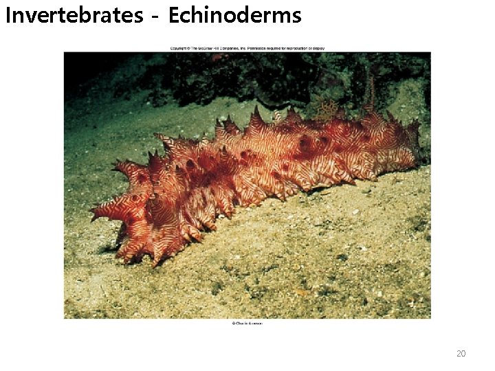 Invertebrates - Echinoderms 20 