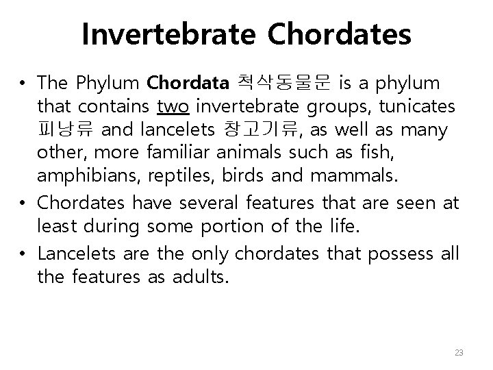 Invertebrate Chordates • The Phylum Chordata 척삭동물문 is a phylum that contains two invertebrate