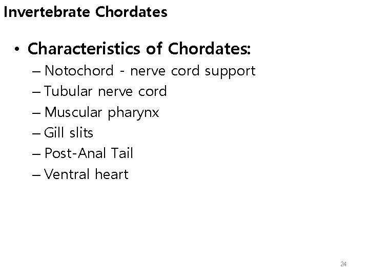 Invertebrate Chordates • Characteristics of Chordates: – Notochord - nerve cord support – Tubular