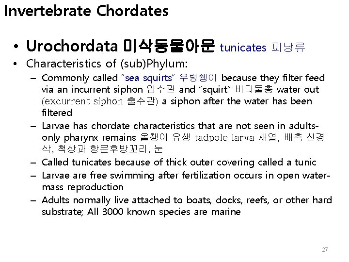 Invertebrate Chordates • Urochordata 미삭동물아문 tunicates 피낭류 • Characteristics of (sub)Phylum: – Commonly called