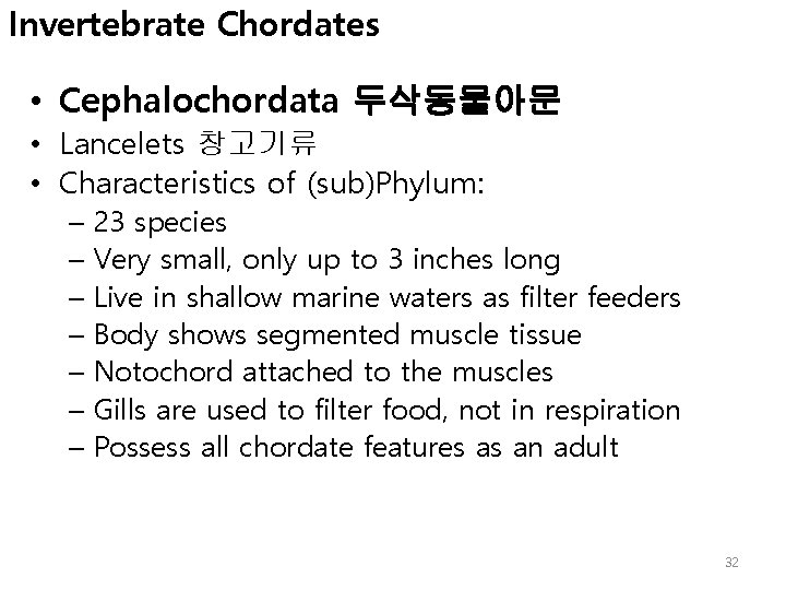 Invertebrate Chordates • Cephalochordata 두삭동물아문 • Lancelets 창고기류 • Characteristics of (sub)Phylum: – 23