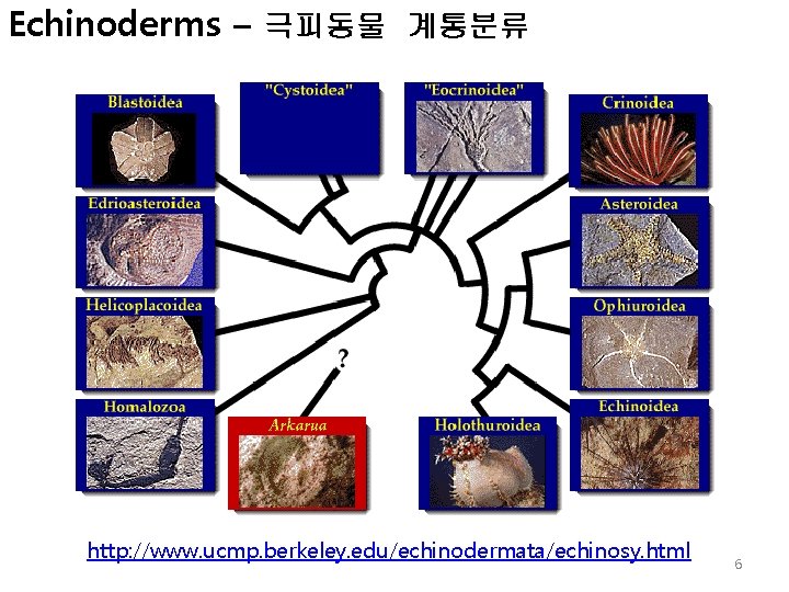 Echinoderms – 극피동물 계통분류 http: //www. ucmp. berkeley. edu/echinodermata/echinosy. html 6 