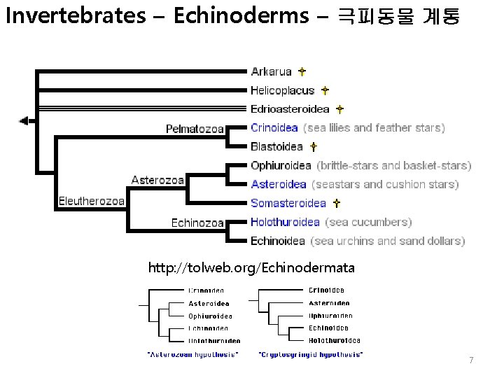 Invertebrates – Echinoderms – 극피동물 계통 http: //tolweb. org/Echinodermata 7 