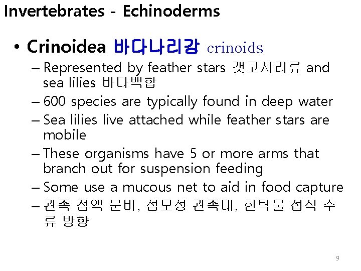 Invertebrates - Echinoderms • Crinoidea 바다나리강 crinoids – Represented by feather stars 갯고사리류 and