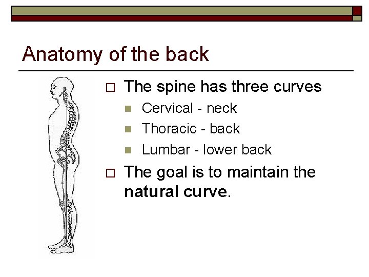 Anatomy of the back o The spine has three curves n n n o