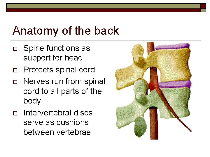 Anatomy of the back o o Spine functions as support for head Protects spinal