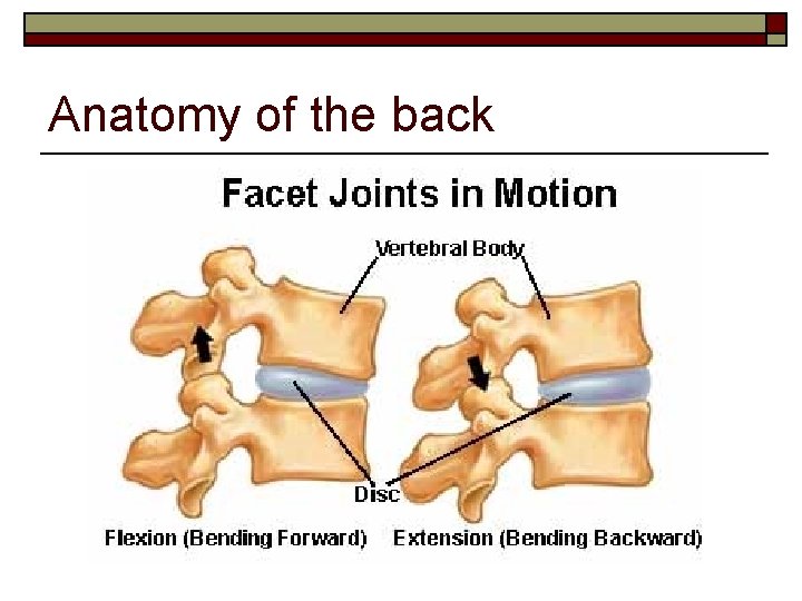 Anatomy of the back 